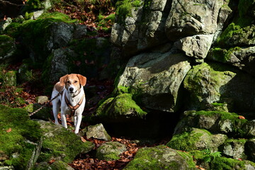 Schöner gescheckter Mischlingshund mit Hundegeschirr im Herbstwald