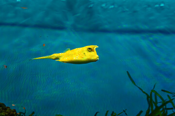 Tropical marine fish on a coral reef. Oceanarium, wildlife, colorful underwater world, aquarium.