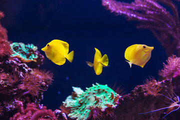Tropical marine fish on a coral reef. Oceanarium, wildlife, colorful underwater world, aquarium.