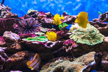 Tropical marine fish on a coral reef. Oceanarium, wildlife, colorful underwater world, aquarium.