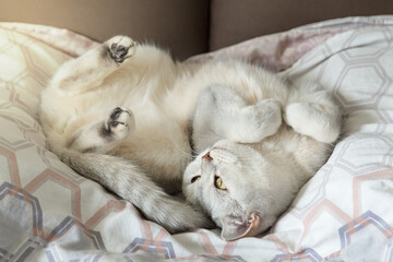 A British cat lies in a funny pose on its owner's bed.