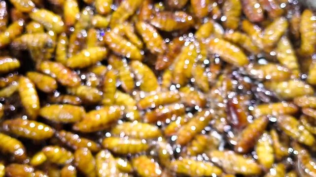 Blurred of frying silkworms in pan, in door Chiangmai Thailand.