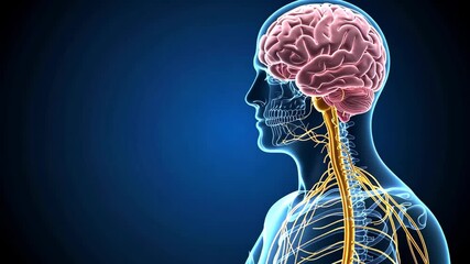 Intricate visualization of the human nervous system anatomy.