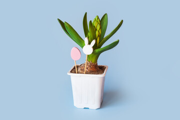 young hyacinth flower in a plastic pot. Easter wooden toys in egg shape and rabbit head on minimal pastel light blue background. kids, child, childhood, eggs hunt concept. copy space, place for text