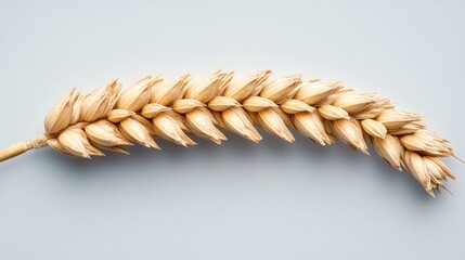 Wheat harvesting under sunlight farm landscape grain collection rural environment close-up view agricultural concept