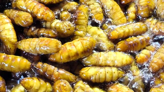 Frying silkworms in pan, in door Chiangmai Thailand.