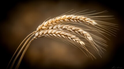 Wheat harvesting in golden sunlight farm grain collection agricultural landscape rural perspective