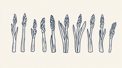 Naklejka premium Elegant Asparagus Line Art Illustrations - Spring Vegetable Drawings