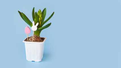 young hyacinth flower in a plastic pot. Easter wooden toys in egg shape and rabbit head on minimal pastel light blue background. kids, child, childhood, eggs hunt concept. copy space, place for text