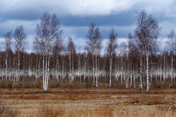 Scenic Birch Forest with Bare Trees Under a Dramatic Cloudy Sky