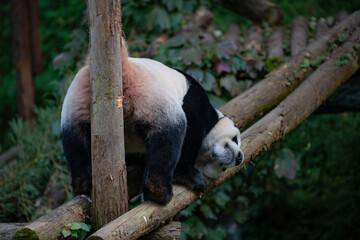Very cute giant pandas are playing