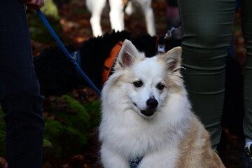 Weißer Spitz im Portrait