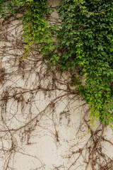 Green ivy climbing on old wall, showing signs of growth and decay vertical wallpapper copy space