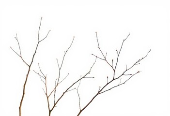 Fototapeta premium Delicate, bare branches isolated against a pure white backdrop, quiet, wintertime