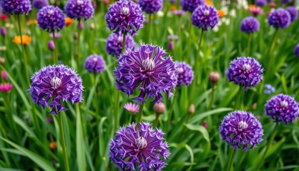Fototapeta premium Giant purple allium flowers dominate a vibrant green garden bed, stems, stock
