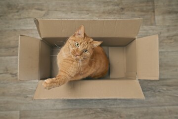 Fototapeta premium Playfull orange cat sitting in a cardboard box and looking curious up to the camera. High angle view..
