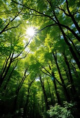 Naklejka premium Sun-drenched summer forest panorama, vibrant green canopy, dappled light, photography, landscape, background