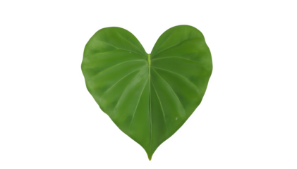 
Heart-shaped green leaves set against a white backdrop. flat lay captures the essence of spring with tropical foliage, symbolizing love and a commitment to protecting our planet on Earth Day.
