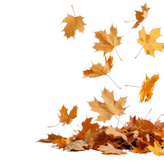 Fototapeta premium Colorful Autumn Leaves Falling Gently in a Serene Natural Setting Capturing Seasonal Beauty