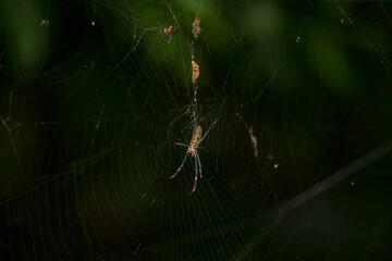 Aranha na Teia Floresta Spider Web in the Forest