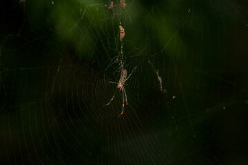 Aranha na Teia Floresta Spider Web in the Forest