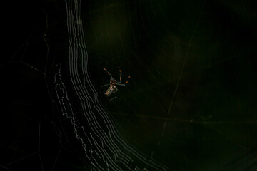 Aranha na Teia Floresta Spider Web in the Forest