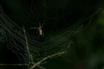 Aranha na Teia Floresta Spider Web in the Forest