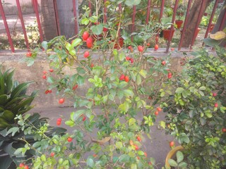 Ripe red color fruits of  Lime berry on branch and leaves in nature environment. Another name is...