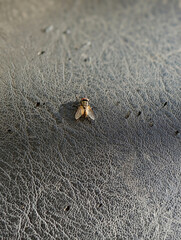 close up view of fly resting textured leather, showcasing intricate details of its wings and body. image captures contrast between insect and