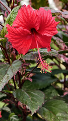 Vibrant red hibiscus flower blooming amidst lush green leaves, showcasing its delicate petals and striking stamen, evoking sense of tropical