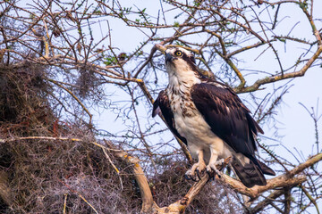 An osprey perched on a tree