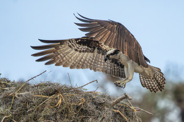 An osprey landing on a nest