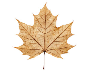 Obraz premium Dried maple leaf with intricate vein patterns on a transparent background