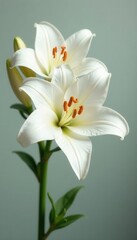 Delicate white lilies, pollen visible, elegant arrangement , pure, bouquet, blossom