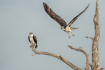 An osprey flying back to nest