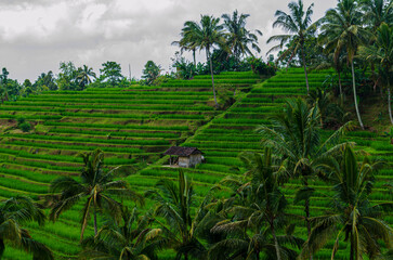 rice terraces in bali