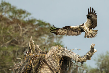 An osprey landing on a nest