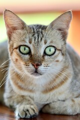 A cat portrait close up. Cat eyes.