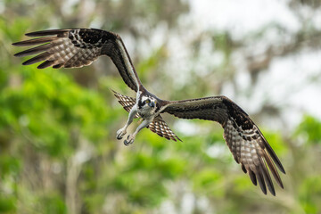An osprey flying back to nest