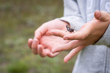 Rattle grasshopper, scientific name psophus stridulus, male. A Rattle Grasshopper sitting on the...