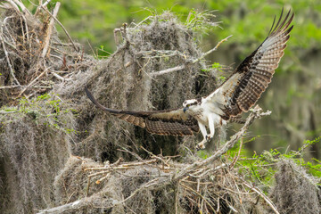 An osprey landing on a nest
