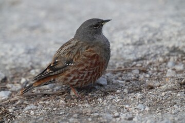 Alpine Accentor/Prunella collaris