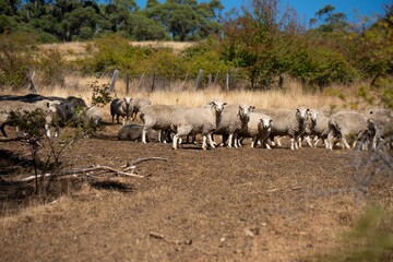 Merino sheep, grazing and eating grass in New zealand and Australia