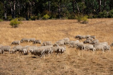 Merino sheep, grazing and eating grass in New zealand and Australia