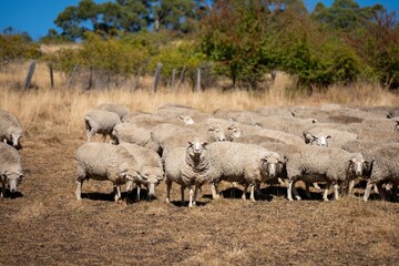 Merino sheep, grazing and eating grass in New zealand and Australia