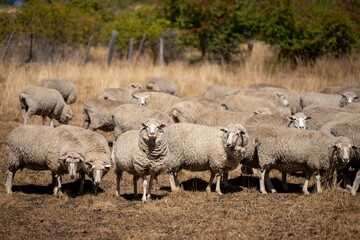 Merino sheep, grazing and eating grass in New zealand and Australia