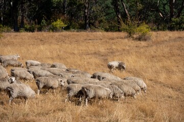 Merino sheep, grazing and eating grass in New zealand and Australia
