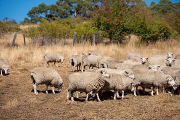 Merino sheep, grazing and eating grass in New zealand and Australia