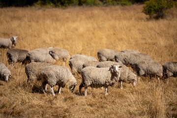 Merino sheep, grazing and eating grass in New zealand and Australia