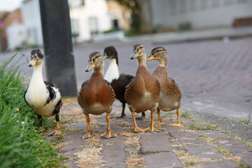 Ducks walking on a cobblestone path in a quaint village during a sunny afternoon